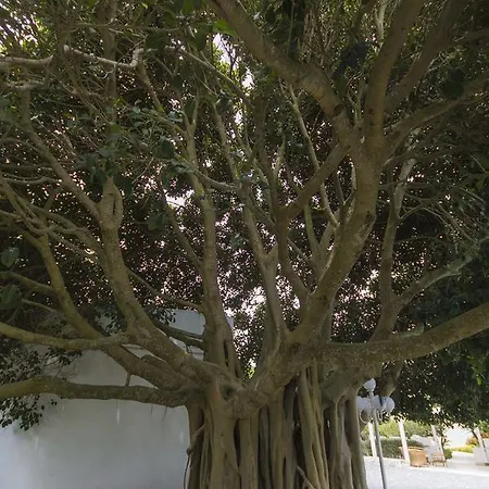 Rosa Dei Venti Bed & Breakfast *